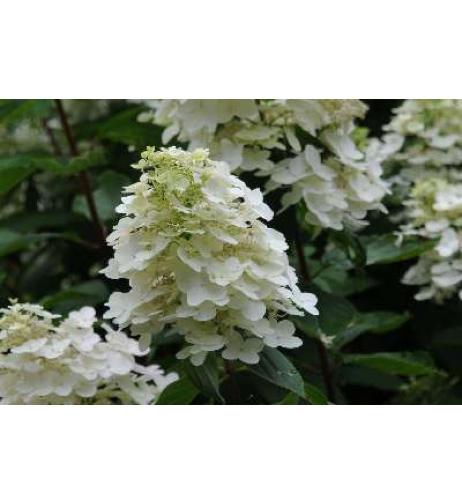Hydrangea paniculata Unique (5lt)
