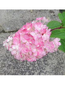 Hydrangea paniculata Vanille Fraise (5lt)