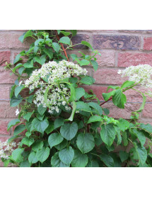 Hydrangea anomala subsp. Crug Coral (2lt)