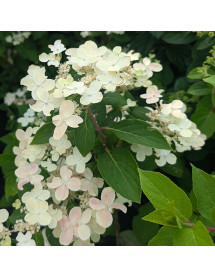 Hydrangea paniculata Polestar (Breg 14)  (3lt)