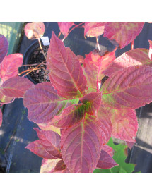Hydrangea Preziosa (2lt)