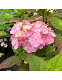 Hydrangea Preziosa (2lt)