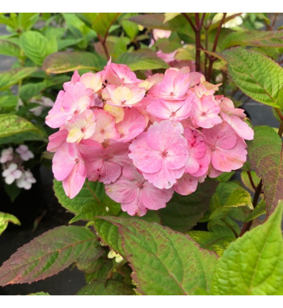 Hydrangea Preziosa (2lt)