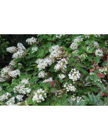 Hydrangea quercifolia (2lt)