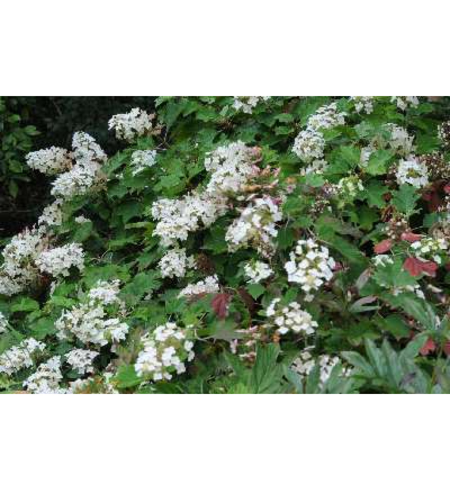 Hydrangea quercifolia (2lt)