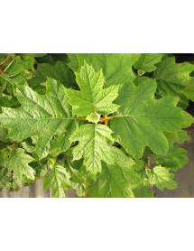 Hydrangea quercifolia Alice (3lt)