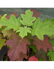 Hydrangea quercifolia Alice (3lt)