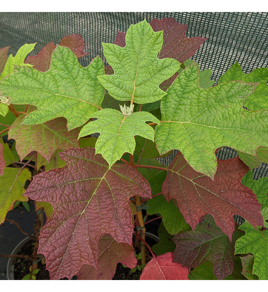 Hydrangea quercifolia Alice (3lt)