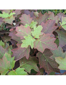 Hydrangea quercifolia Alice (3lt)