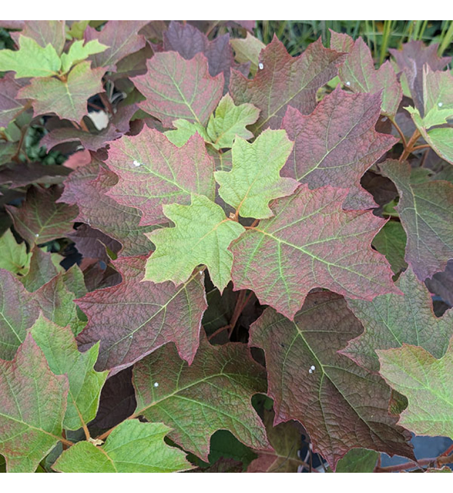 Hydrangea quercifolia Alice (3lt)