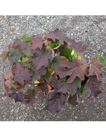 Hydrangea quercifolia Applause (3lt)