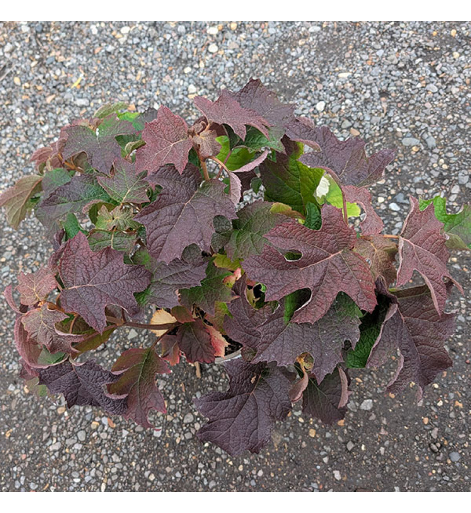 Hydrangea quercifolia Applause (3lt)
