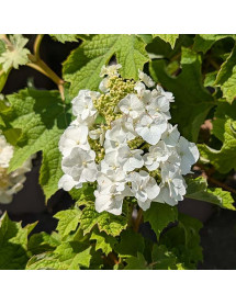 Hydrangea quercifolia Ice Crystal (4.5lt)