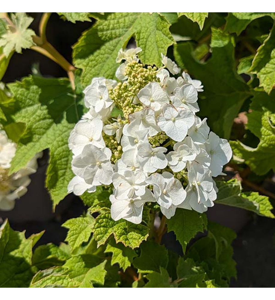 Hydrangea quercifolia Ice Crystal (4.5lt)