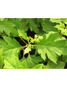 Hydrangea quercifolia Ice Crystal (3lt)