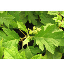 Hydrangea quercifolia Ice Crystal (4.5lt)