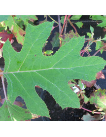 Hydrangea quercifolia Ice Crystal (3lt)