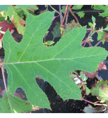 Hydrangea quercifolia Ice Crystal (4lt)
