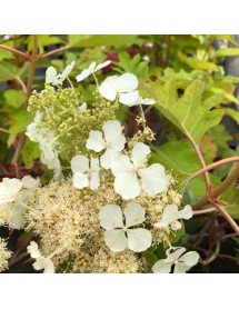 Hydrangea quercifolia Ice Crystal (4.5lt)