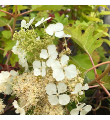 Hydrangea quercifolia Ice Crystal (4.5lt)