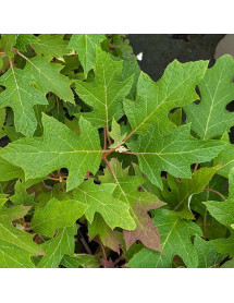 Hydrangea quercifolia Jet Stream (5lt)