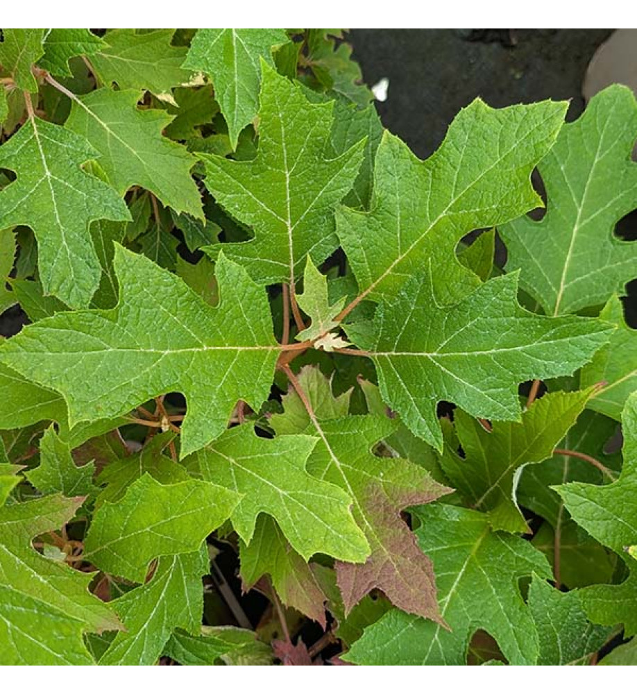 Hydrangea quercifolia Jet Stream (5lt)