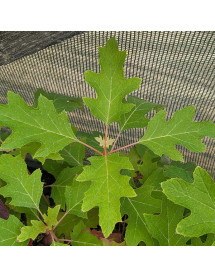 Hydrangea quercifolia Jet Stream (5lt)