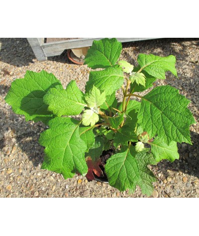 Hydrangea quercifolia Snow Queen (Flemygea) (3lt)