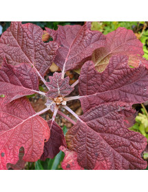 Hydrangea quercifolia Snow Queen (Flemygea) (3lt)