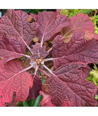 Hydrangea quercifolia Snow Queen (Flemygea) (3lt)