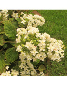 Hydrangea quercifolia Snowflake (3lt)