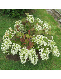 Hydrangea quercifolia Snowflake (3lt)