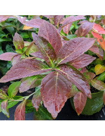 Hydrangea Runaway Bride (3lt)