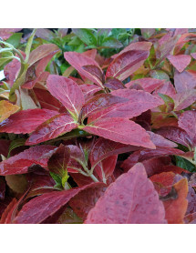 Hydrangea Runaway Bride (3lt) Hydrangea Runaway Bride (3lt)