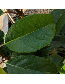 Hydrangea seemannii (3lt)