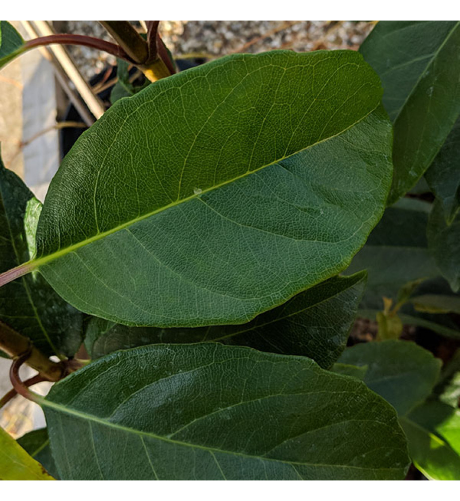 Hydrangea seemannii (3lt)