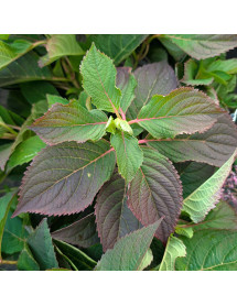 Hydrangea macrophylla Cotton Candy (4lt) Hydrangea macrophylla Cotton Candy (4lt)