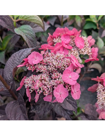 Hydrangea serrata Dare Devil  (5lt)