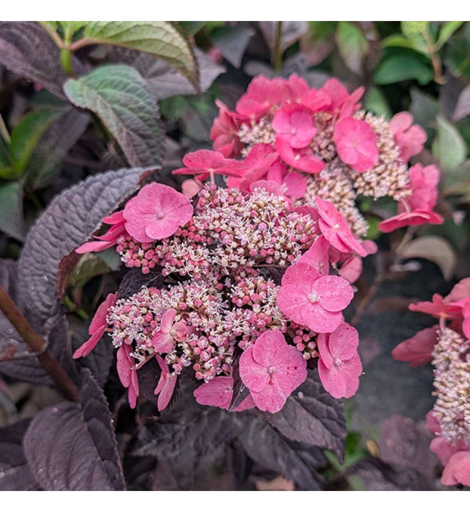 Hydrangea serrata Dare Devil  (5lt)