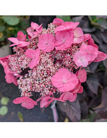 Hydrangea serrata Dare Devil  (5lt)