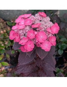 Hydrangea serrata Dare Devil  (3lt)