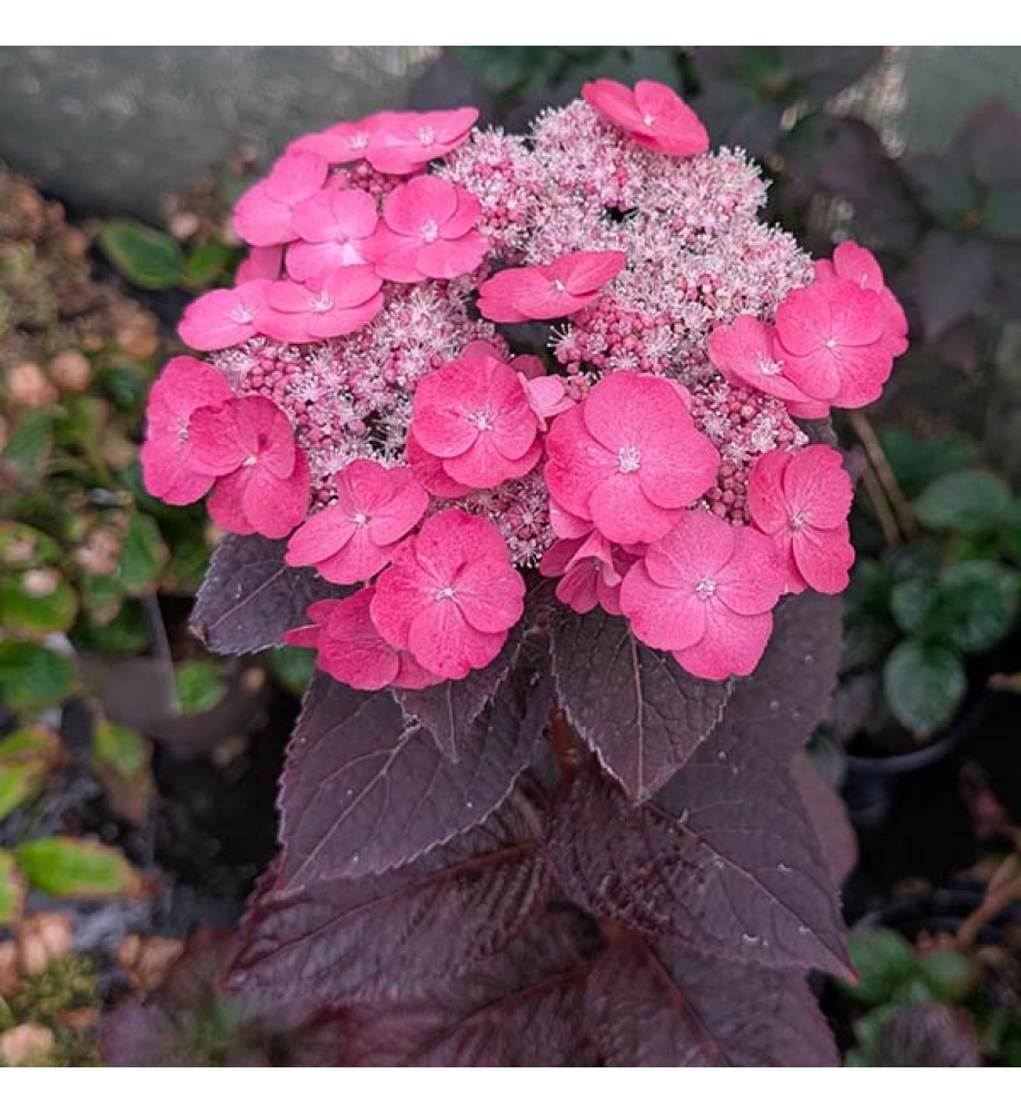 Hydrangea serrata Dare Devil  (5lt)