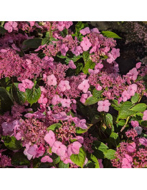 Hydrangea serrata Magic Pillow (4.5lt)