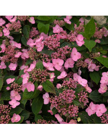 Hydrangea serrata Magic Pillow (4.5lt)