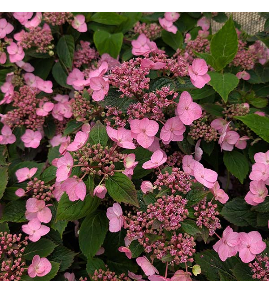 Hydrangea serrata Magic Pillow (4.5lt)