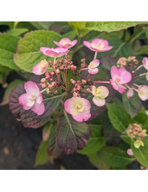 Hydrangea serrata Summer Glow (3lt) Hydrangea serrata Summer Glow (3lt)