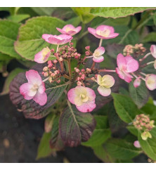 Hydrangea serrata Summer Glow (4.5lt) Hydrangea serrata Summer Glow (4.5lt)