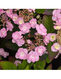 Hydrangea serrata Summer Glow (3lt)