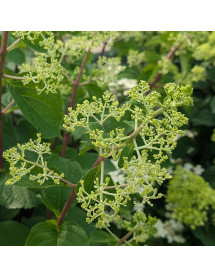 Hydrangea paniculata Silver Dollar (10lt)