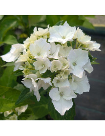 Hydrangea macrophylla Soeur Therese (2lt)